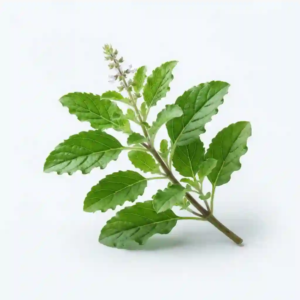 holy basil